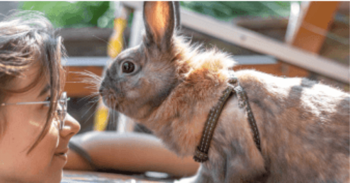 Nyuszi hámmal kislánnyal