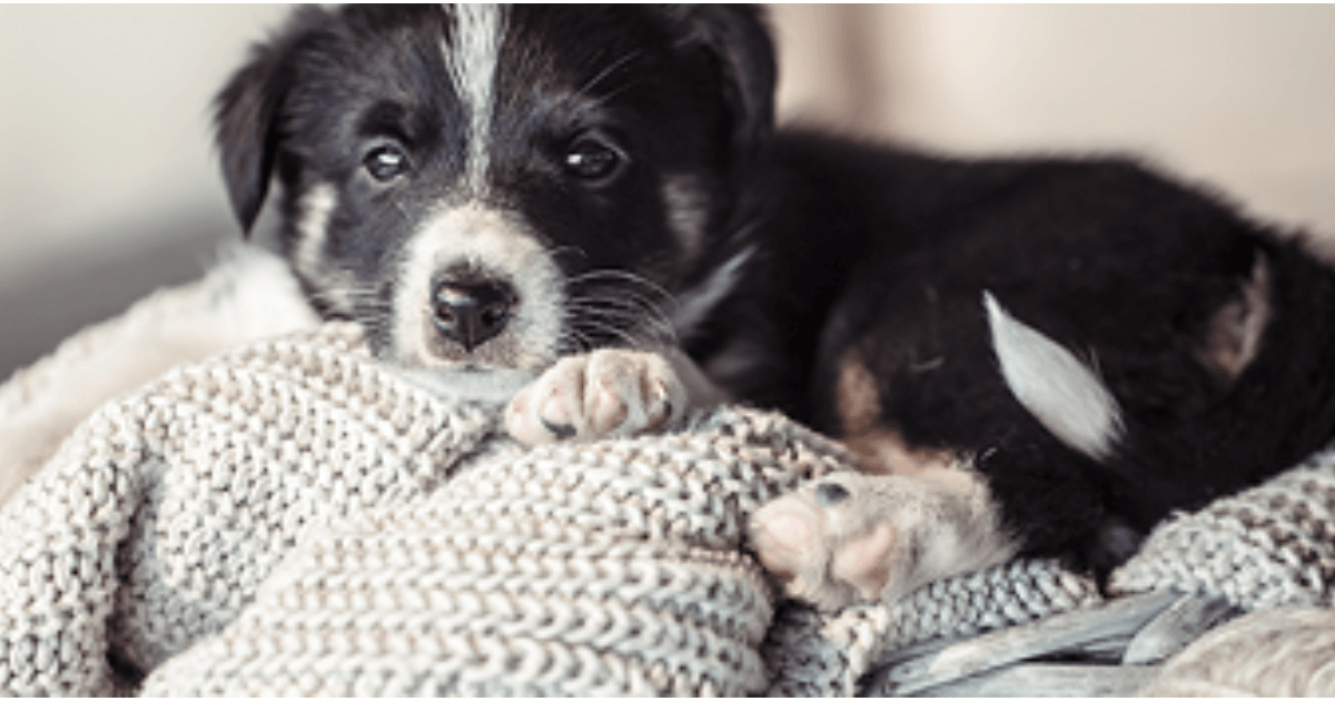 Kutyus cukin kötött ruhán