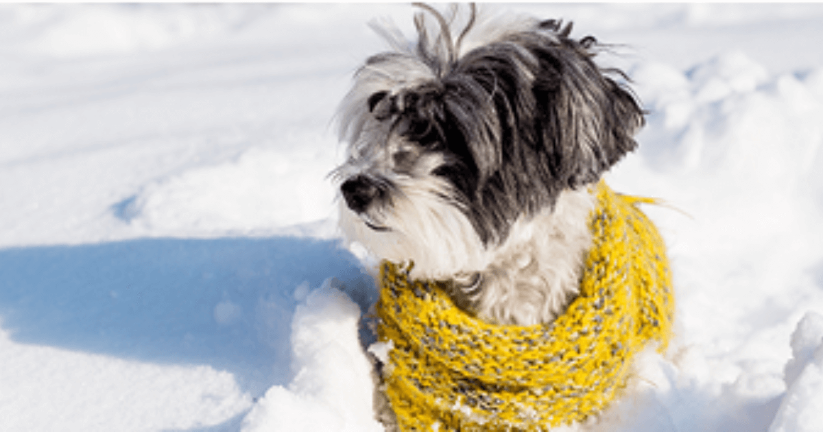 Kutyus sárga sállal