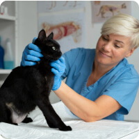 Dr. Horváth Daniella